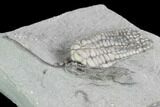 Two Fossil Crinoids (Parisocrinus & Sarocrinus) - Cyber Monday Special #99945-2